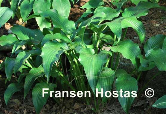 Hosta The Shire